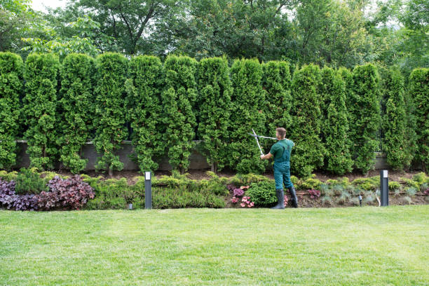 Trusted Fort Mill, SC Tree Services Experts